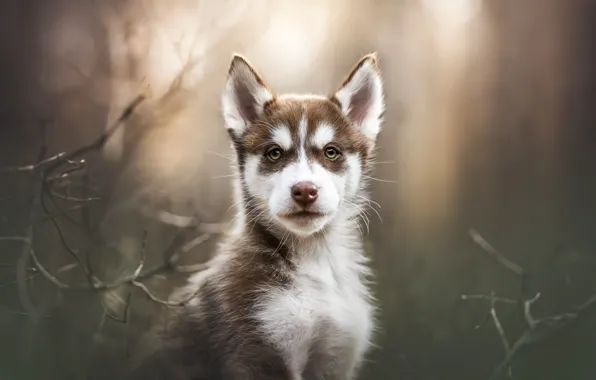Picture look, face, branches, portrait, dog, puppy, husky