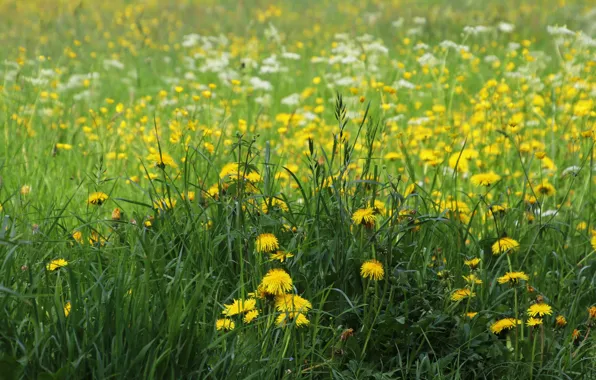 Picture field, grass, flowers, glade, spring, yellow, dandelions, lawn