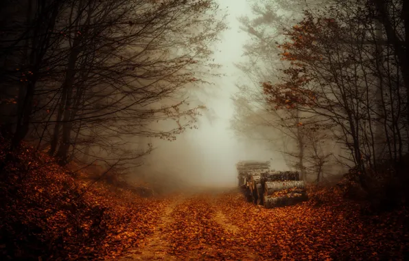Picture road, autumn, forest, fog, logs