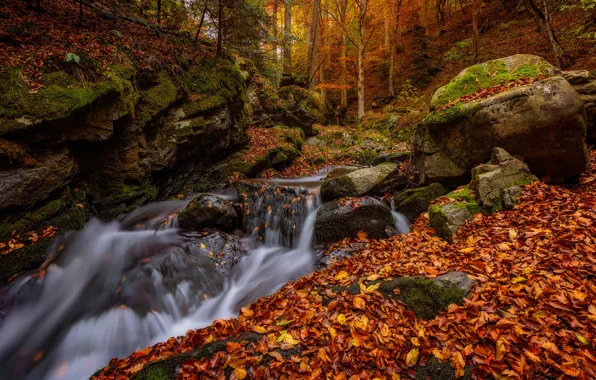 Picture autumn, forest, leaves, stream, stones, foliage, river, Bulgaria