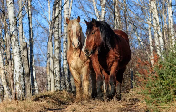 Picture forest, trees, horses, horse, pair, muzzle, two knights