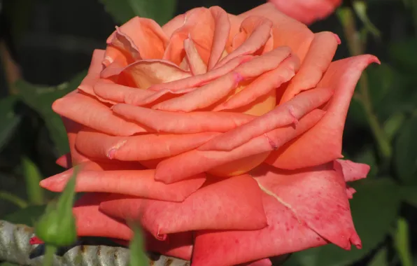 Picture flower, rose, beauty, orange, petals, red, 2018, Meduzanol ©