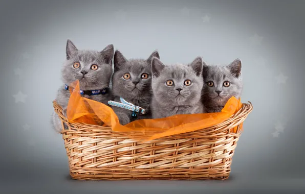 Picture cats, kitty, grey, kittens, fabric, basket, photoshoot, British, Quartet, four, collars, cute, British