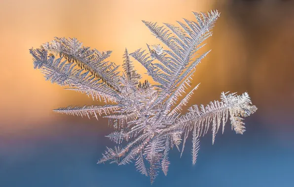 Picture frost, background, snowflake