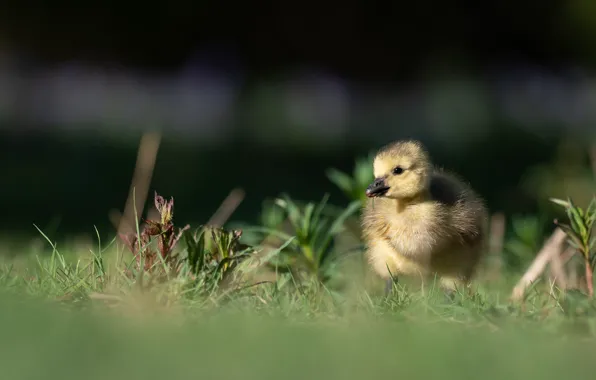 Picture grass, light, the dark background, bird, glade, baby, chick, goose, bokeh, Gosling, Gosling