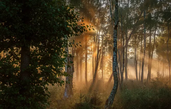 Picture forest, the sun, rays, trees, fog, foliage