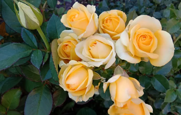 Picture rose, yellow, gentle