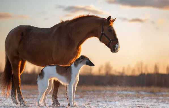 Picture horse, dog, Svetlana Pisareva