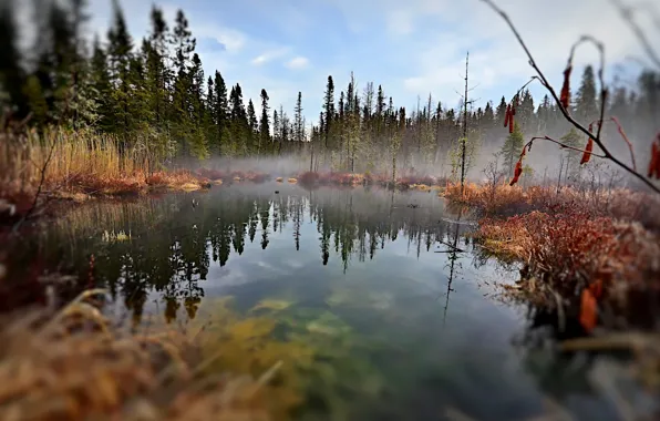 Picture forest, grass, landscape, nature, fog, lake, Canada, grass, QC, Alain Audet
