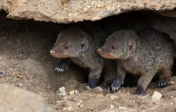 Picture stones, shelter, Nora, pair, kids, a couple, two, cuties, entrance, wildlife, mongoose, brood, St., brother, …