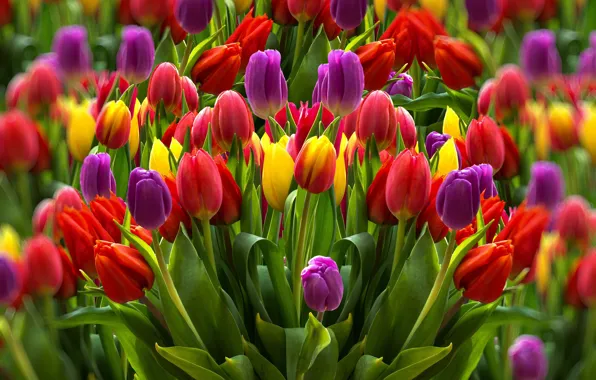 Picture flowers, tulips, bokeh