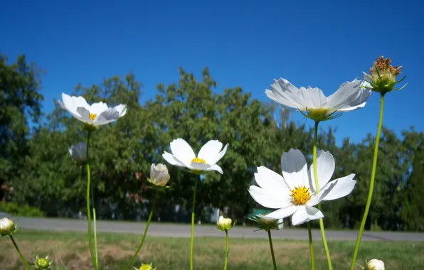 Picture summer, flowers, white, kosmeya, Meduzanol ©