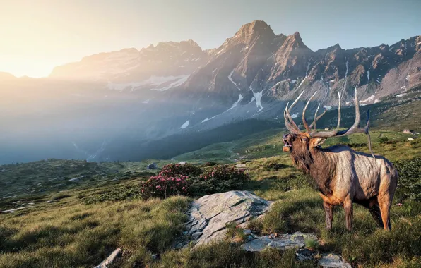 Picture light, mountains, nature, rendering, deer, morning