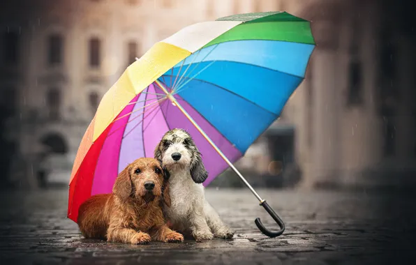 Picture dogs, street, umbrella