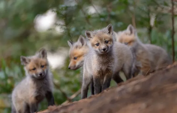 Picture forest, look, Fox, face, bokeh, cubs, Fox, cubs, brood