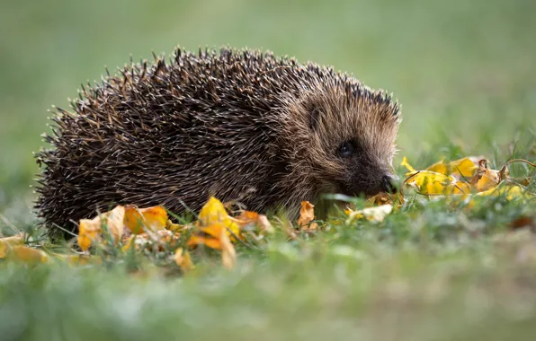 Picture grass, glade, hedgehog, face, hedgehog, autumn leaves, hedgehog, hedgehog