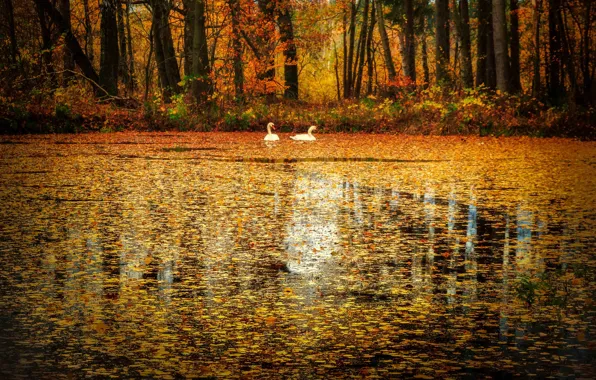 Picture autumn, birds, lake, foliage, falling leaves, swans