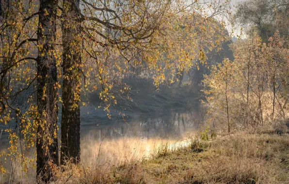 Picture autumn, shore, birch, pond