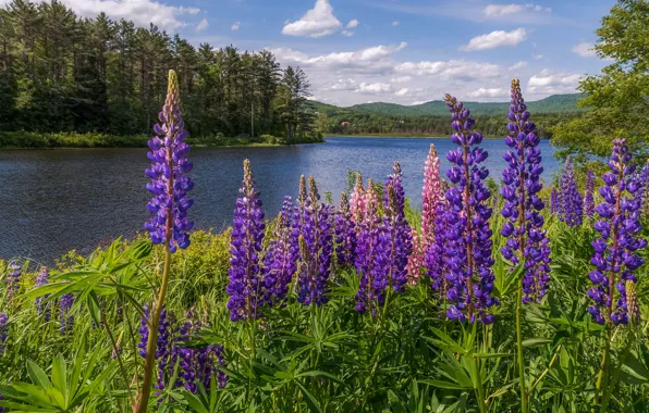 Picture greens, forest, the sky, leaves, clouds, landscape, flowers, mountains, nature, river, shore, glade, purple, pond, …