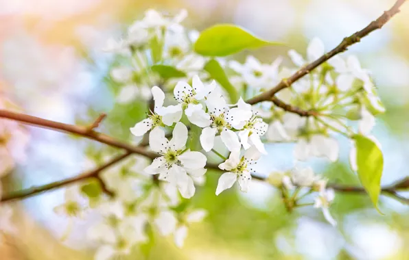 Picture greens, leaves, flowers, branches, blur, spring, white, flowering, bokeh