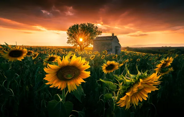 Picture sunflowers, sunset, tree, sun