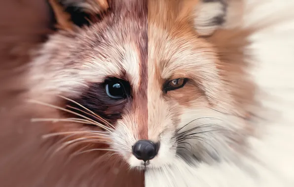 Picture art, Fox, raccoon, fox, art, oil