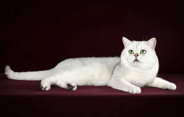 Picture cat, white, pose, the dark background, kitty, lies, photoshoot, green eyes, British, chinchilla, серебристая шиншилла