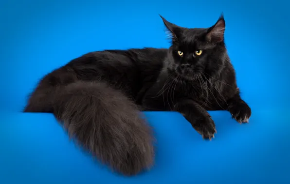 Picture cat, cat, black, lies, blue background, handsome, Maine Coon