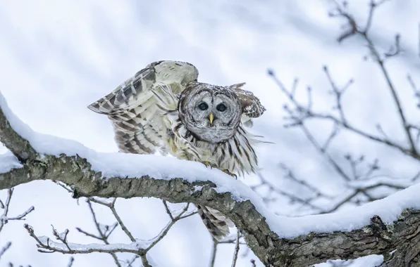 Picture winter, look, snow, branches, tree, owl, bird, wings, owl