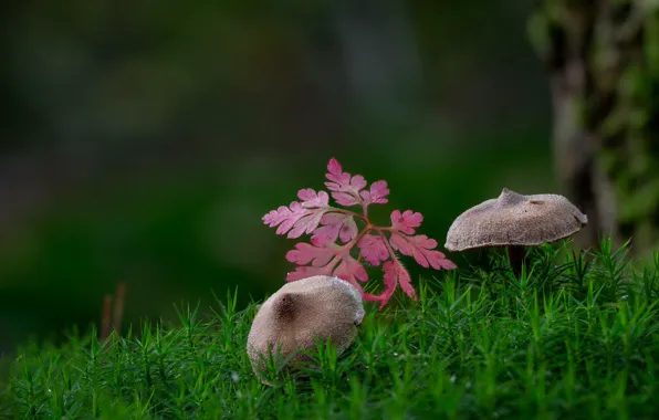 Picture autumn, macro, mushrooms, moss, leaf