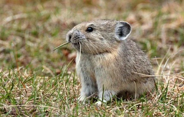 Picture grass, look, background, glade, muzzle, animal, grey, sitting, bokeh, rodent, meal, pika