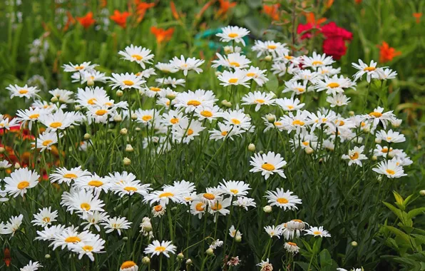 Picture summer, chamomile, flowerbed