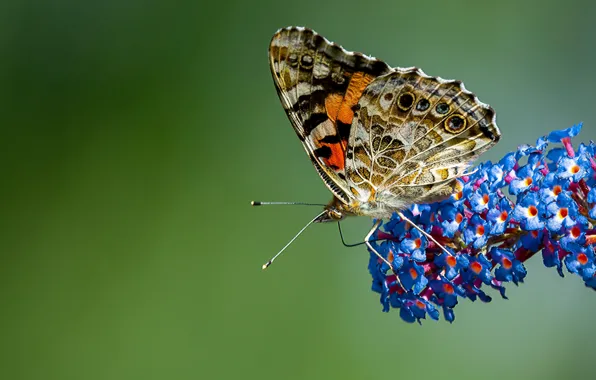 Picture macro, flowers, butterfly, insect, green background
