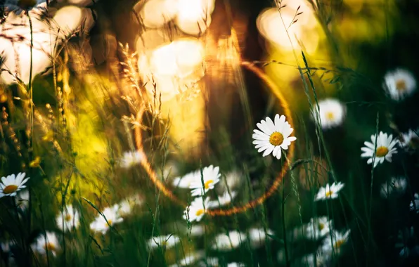 Picture summer, grass, the sun, rays, light, flowers, stems, glade, chamomile, green background, bokeh