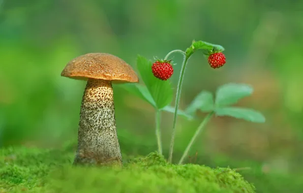 Picture photo, mushroom, moss, strawberries