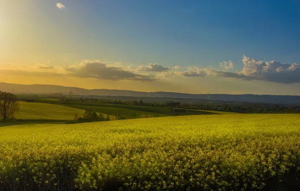 Picture summer, the sky, clouds, flowers, hills, yellow, haze, rape, rapeseed field