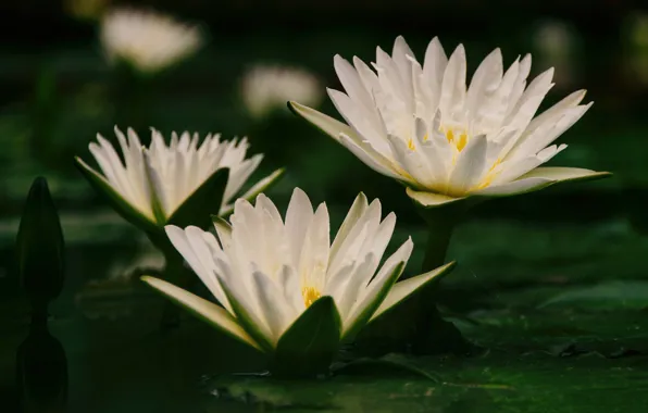 Picture leaves, water, Lily, white