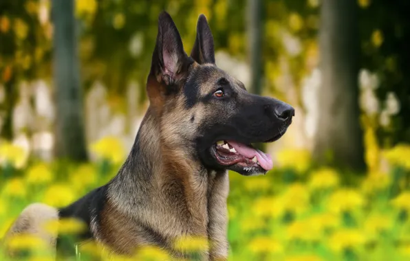Picture background, each, dog, profile, shepherd