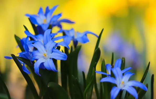 Picture flowers, spring, blue, yellow background, bokeh, hionodoksa