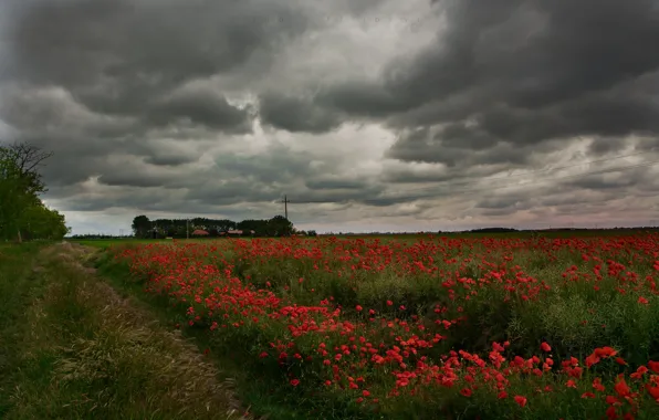 Picture road, field, summer, the sky, clouds, trees, flowers, clouds, overcast, Maki, red, path, poppy field