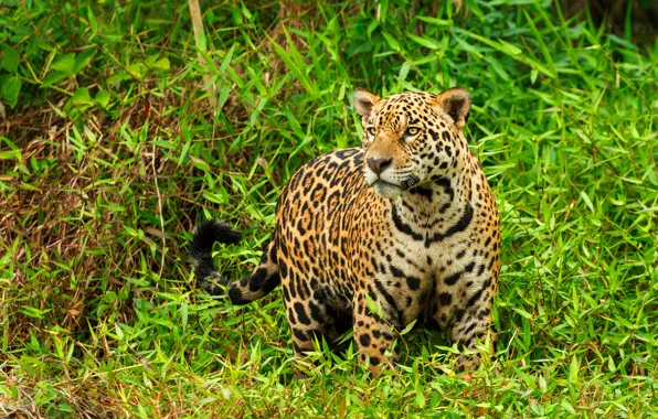 Picture greens, grass, look, face, leaves, branches, pose, thickets, Jaguar, is, the bushes