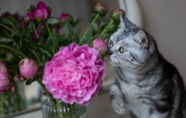 Picture cat, cat, flowers, pose, bouquet, Bank, pink, grey, face, sniffing, peonies, foot, Scottish, tabby