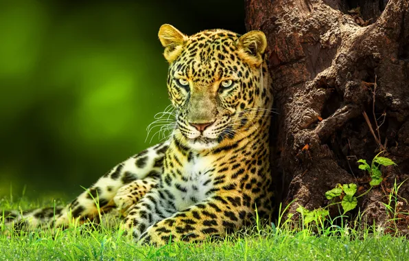 Picture grass, look, face, tree, glade, treatment, leopard, lies, trunk, green background