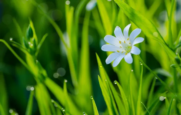 Picture flower, grass, drops, macro