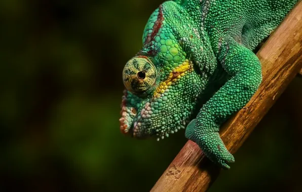 Picture nature, chameleon, reptile