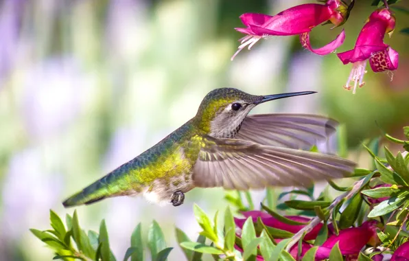 Picture flowers, branches, nature, Hummingbird, bird