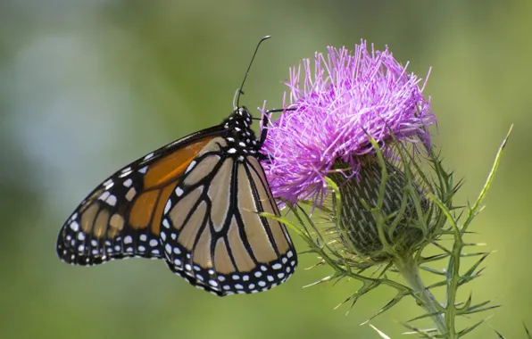 Picture flower, butterfly, Thistle