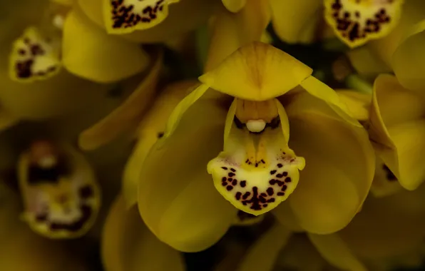 Picture macro, orchids, exotic, yellow