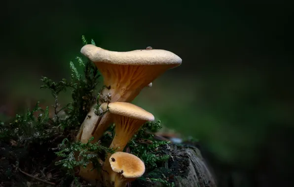 Picture nature, the dark background, mushrooms, moss, stump, chanterelles, family