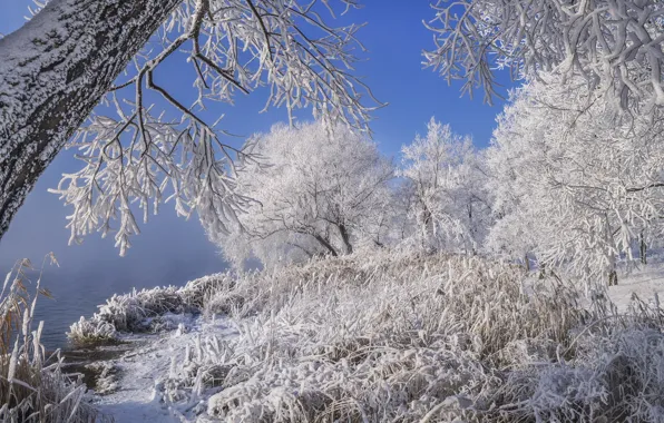 Picture winter, frost, grass, snow, trees, landscape, nature, river, shore, the bushes